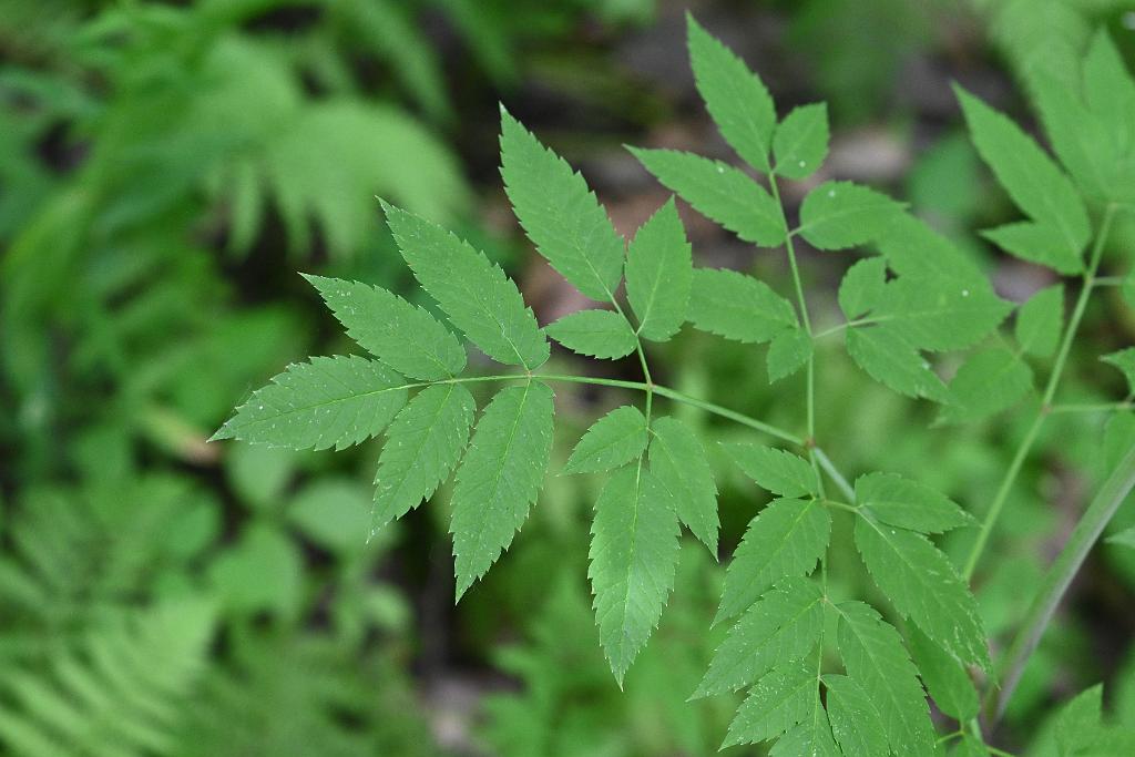 2025-06279194 Broad Meadow Brook, MA.JPG - Northern Water Hemlock. Broad Meadow Brook Wildlife Sanctuary, MA, 6-27-2025